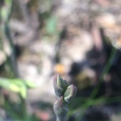 Thelymitra sp. (A Sun Orchid) at Kambah, ACT - 17 Oct 2020 by George