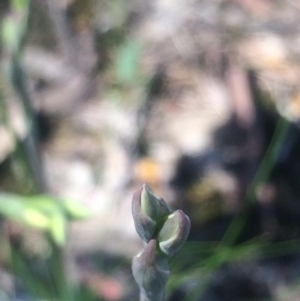 Thelymitra sp. at Kambah, ACT - suppressed