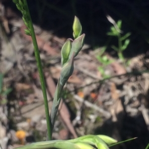 Thelymitra sp. at Kambah, ACT - 17 Oct 2020