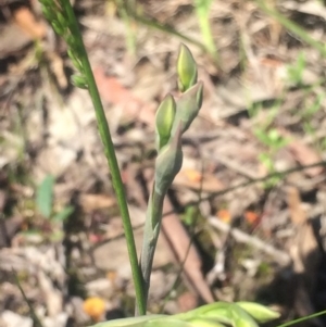 Thelymitra sp. at Kambah, ACT - 17 Oct 2020