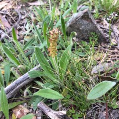 Plantago varia (Native Plaintain) at Stony Creek Nature Reserve - 28 Sep 2020 by MeganDixon