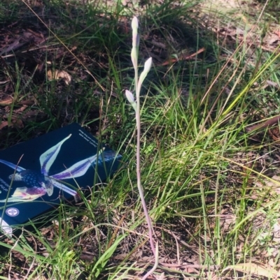 Thelymitra sp. (A Sun Orchid) at Kambah, ACT - 17 Oct 2020 by George