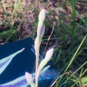 Thelymitra sp. at Kambah, ACT - 17 Oct 2020