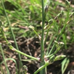 Asparagus officinalis (Asparagus) at Kambah, ACT - 17 Oct 2020 by George