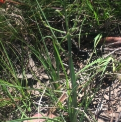 Asparagus officinalis at Kambah, ACT - 17 Oct 2020 04:16 PM