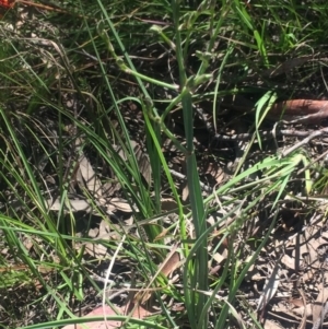 Asparagus officinalis at Kambah, ACT - 17 Oct 2020 04:16 PM