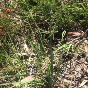 Asparagus officinalis at Kambah, ACT - 17 Oct 2020