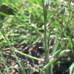 Asparagus officinalis at Kambah, ACT - 17 Oct 2020