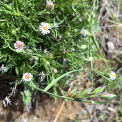 Vittadinia muelleri (Narrow-leafed New Holland Daisy) at Franklin, ACT - 17 Oct 2020 by OllieCal