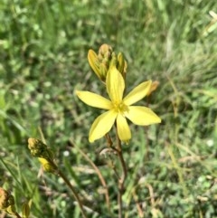 Bulbine bulbosa (Golden Lily) at Mulanggari Grasslands - 18 Oct 2020 by OllieCal