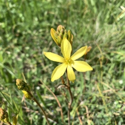 Bulbine bulbosa (Golden Lily) at Franklin, ACT - 18 Oct 2020 by OllieCal