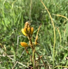 Bulbine bulbosa at Franklin, ACT - 18 Oct 2020 11:29 AM