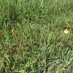 Bulbine bulbosa at Franklin, ACT - 18 Oct 2020