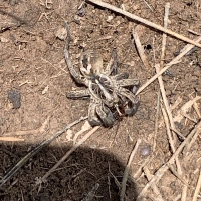 Tasmanicosa sp. (genus) (Tasmanicosa wolf spider) at Franklin, ACT - 18 Oct 2020 by OllieCal