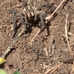 Tasmanicosa sp. (genus) at Franklin, ACT - 18 Oct 2020