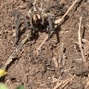 Tasmanicosa sp. (genus) at Franklin, ACT - 18 Oct 2020