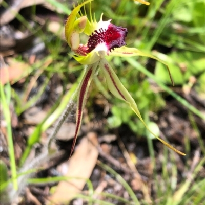 Caladenia parva (Brown-clubbed Spider Orchid) at Carwoola, NSW - 17 Oct 2020 by MeganDixon