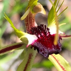 Caladenia parva at Carwoola, NSW - 17 Oct 2020