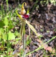 Caladenia parva at Carwoola, NSW - 17 Oct 2020