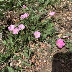 Convolvulus angustissimus subsp. angustissimus at Franklin, ACT - 18 Oct 2020 11:43 AM