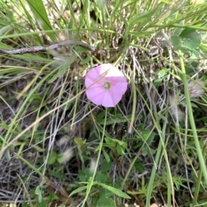 Convolvulus angustissimus subsp. angustissimus at Franklin, ACT - 18 Oct 2020 11:43 AM