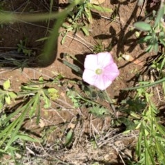 Convolvulus angustissimus subsp. angustissimus at Franklin, ACT - 18 Oct 2020 11:43 AM