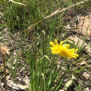 Microseris walteri at Kambah, ACT - 2 Oct 2020