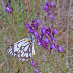 Belenois java (Caper White) at O'Connor, ACT - 16 Oct 2020 by ConBoekel