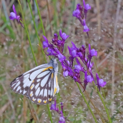 Belenois java (Caper White) at Dryandra St Woodland - 16 Oct 2020 by ConBoekel