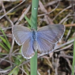 Zizina otis (Common Grass-Blue) at O'Connor, ACT - 17 Oct 2020 by ConBoekel