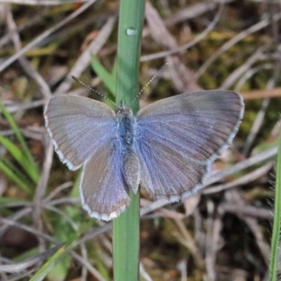 Zizina otis (Common Grass-Blue) at O'Connor, ACT - 16 Oct 2020 by ConBoekel