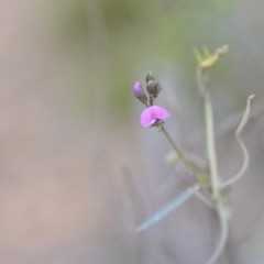 Glycine clandestina (Twining Glycine) at Kowen, ACT - 12 Sep 2020 by natureguy