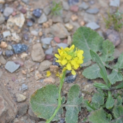 Hirschfeldia incana (Buchan Weed) at Kowen, ACT - 12 Sep 2020 by natureguy