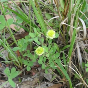 Trifolium campestre at Hawker, ACT - 17 Oct 2020