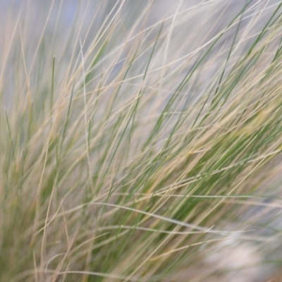 Nassella trichotoma (Serrated Tussock) at Kowen, ACT - 12 Sep 2020 by natureguy