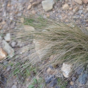 Nassella trichotoma at Kowen, ACT - 12 Sep 2020