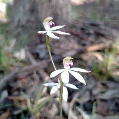 Caladenia moschata (Musky Caps) at Gundaroo, NSW - 16 Oct 2020 by RyuCallaway