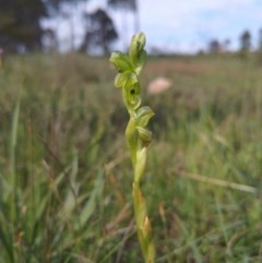 Hymenochilus bicolor (Black-tip Greenhood) at Gundaroo, NSW - 16 Oct 2020 by RyuCallaway