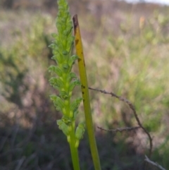 Microtis unifolia (Common Onion Orchid) at Gundaroo, NSW - 16 Oct 2020 by ArcherCallaway