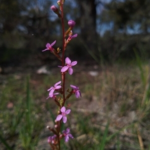 Stylidium sp. at Gundaroo, NSW - 16 Oct 2020 12:14 PM