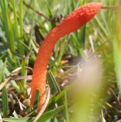 Phallus rubicundus (Phallus rubicundus) at Gundaroo, NSW - 16 Oct 2020 by RyuCallaway