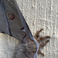 Opodiphthera eucalypti (Emperor Gum Moth) at Nanima, NSW - 17 Oct 2020 by 81mv