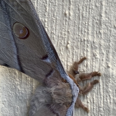 Opodiphthera eucalypti (Emperor Gum Moth) at Nanima, NSW - 18 Oct 2020 by 81mv