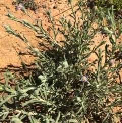 Vittadinia cuneata var. cuneata (Fuzzy New Holland Daisy) at Throsby, ACT - 17 Oct 2020 by Kristi