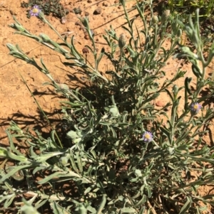 Vittadinia cuneata var. cuneata at Throsby, ACT - 17 Oct 2020