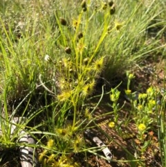 Drosera gunniana (Pale Sundew) at Jacka, ACT - 17 Oct 2020 by Kristi