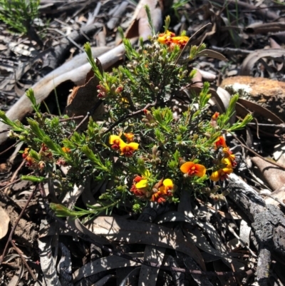 Dillwynia sericea (Egg And Bacon Peas) at Majura, ACT - 10 Oct 2020 by Kristi