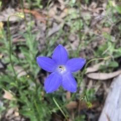 Wahlenbergia multicaulis (Tadgell's Bluebell) at Bruce, ACT - 17 Oct 2020 by goyenjudy