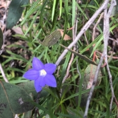 Wahlenbergia multicaulis at Bruce, ACT - 17 Oct 2020 01:55 PM