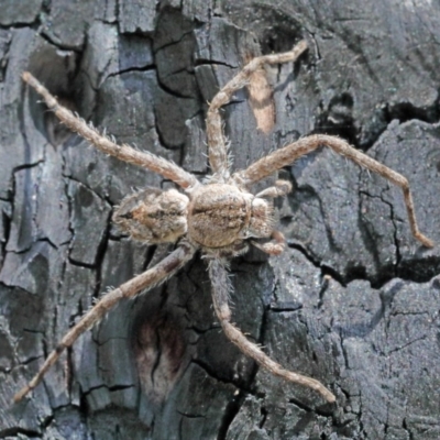 Sparassidae (family) (A Huntsman Spider) at Dryandra St Woodland - 17 Oct 2020 by ConBoekel